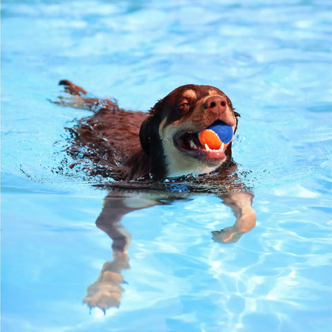 Supervised Dog Swimming in Summer