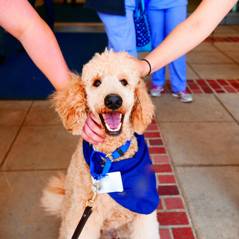 Therapy Dogs