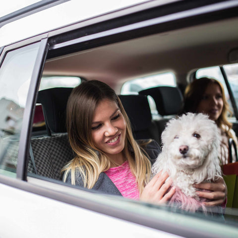 Traveling with your Dog