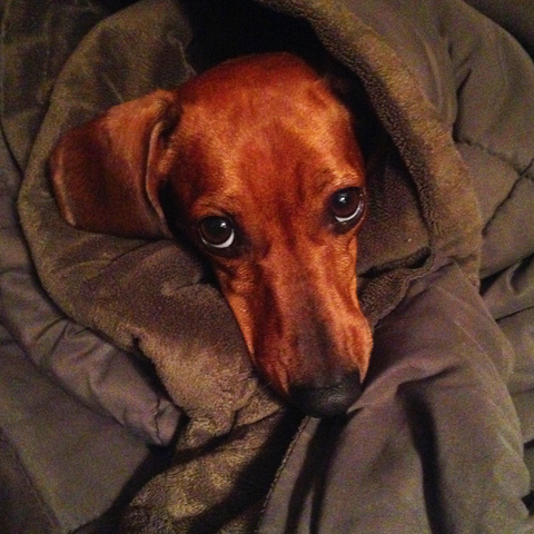 Treatment of Distemper in Dogs