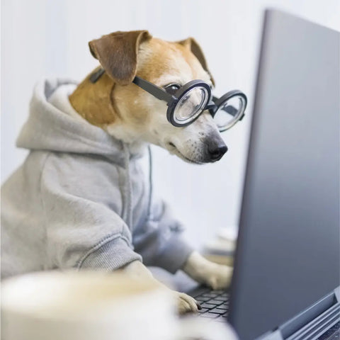 Trip Reseach for a Road Trip with Dogs