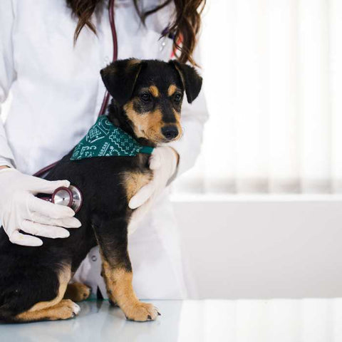 dog at vets clinic, dog checkup
