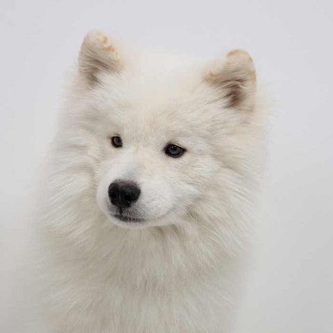 smiling pomeranian, white pomeranian, teeth of pomeranian