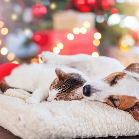 Christmas Trees Cat Dog