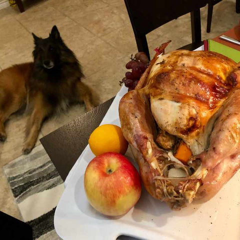 dogs on thanksgiving, turkey for dogs