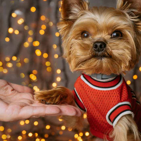 dog and firework safe tips