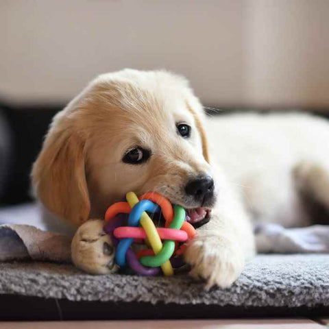 dog playing with toy