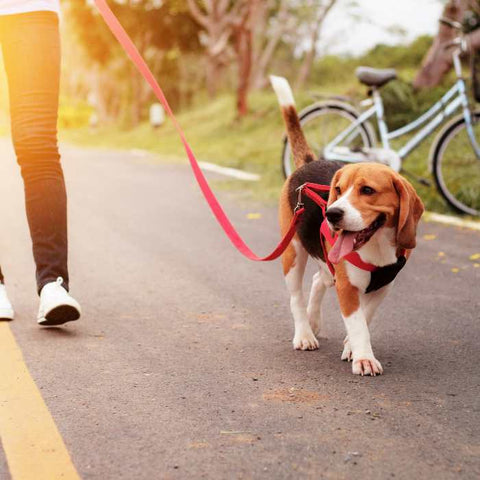 boy walking a dog