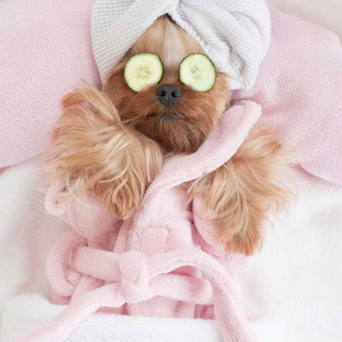 dog at spa