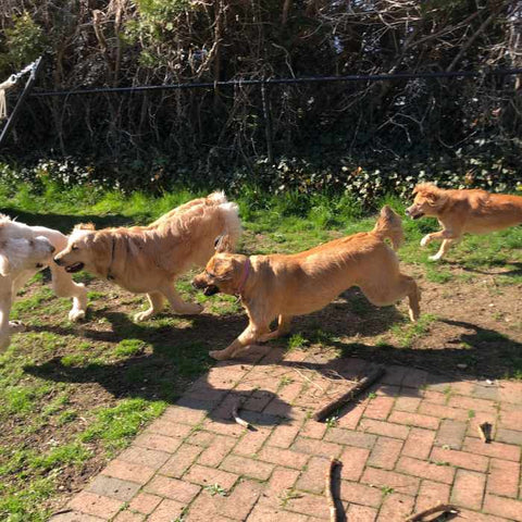 dogs playing together