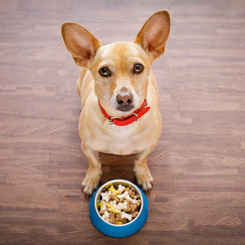 small pup with dog food bowls