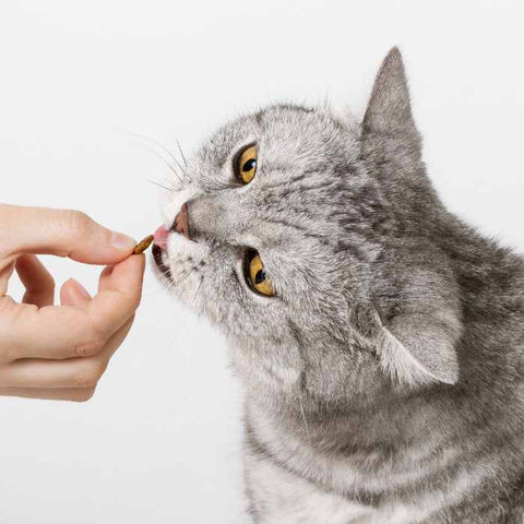 cat eating treat