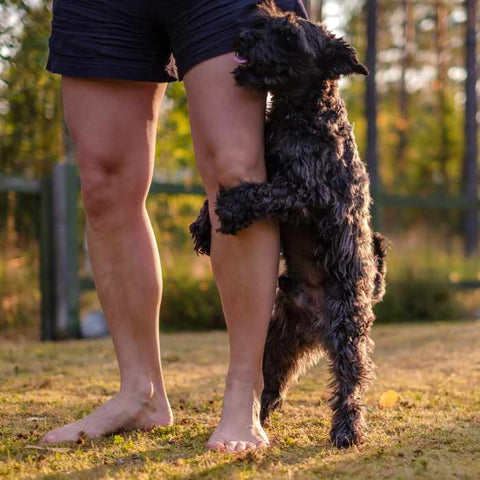 humping dog, stop dog from humping. dog humping leg