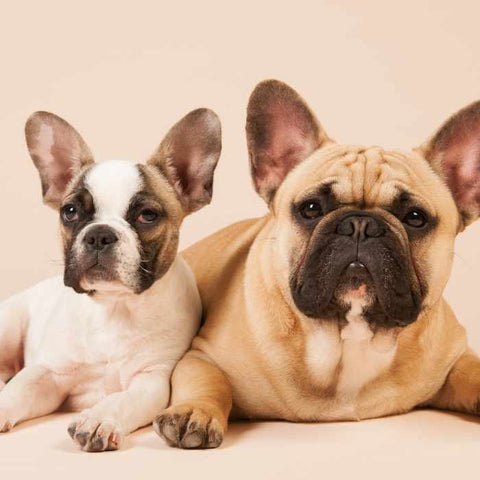 french bulldog colors