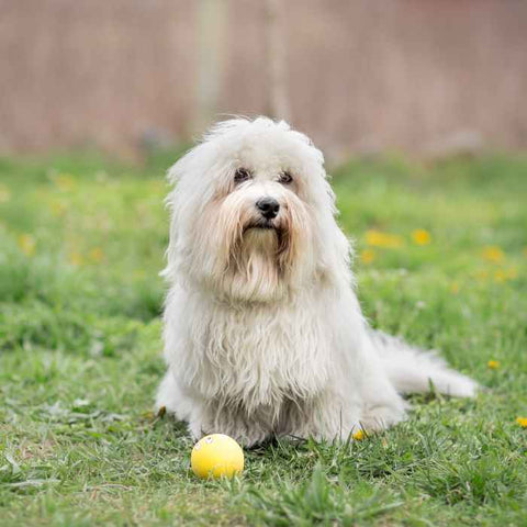Coton de Tulear, top non shedding dog breeds, hypoallergenic dog breeds.jpg