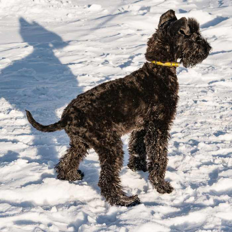 Kerry Blue Terrier, top non-shedding dog breeds, hypoallergenic dog breeds.jpg