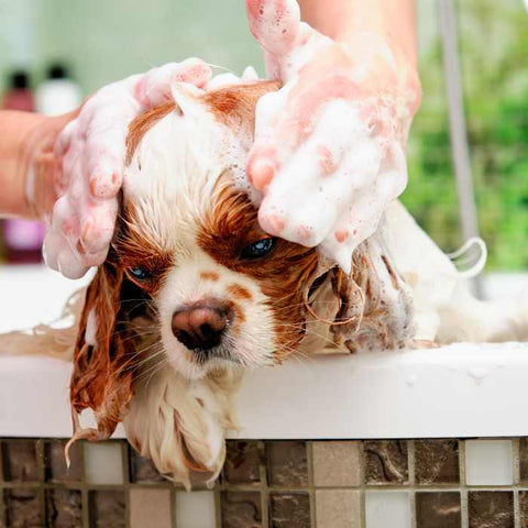 Wash Dog