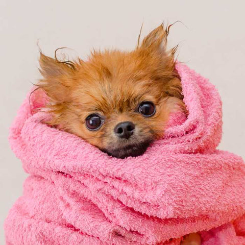 Dog in a Towel
