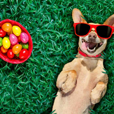 dogs and easter, dogs and plastic east eggs, dog easter egg hunt