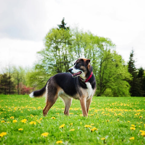 Visiting Dog Parks Safely