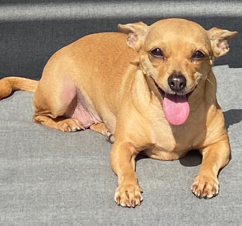 waffles, Jane's dog