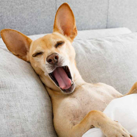 What is a Dog Yawn
