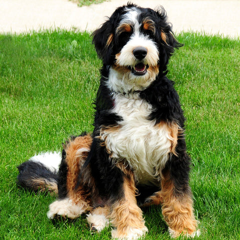 bernadoodle, Bernese mountain dog and poodle