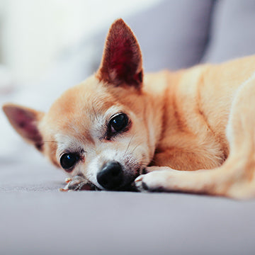 chihuahua health issues, chihuahua health concerns, chihuahua lifespan, chihuahua knew issues, chihuahua leg issues, chihuahua breathing