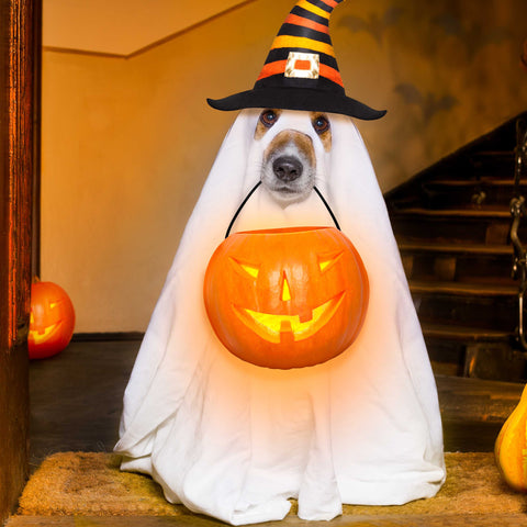 Halloween Costumes for Dogs