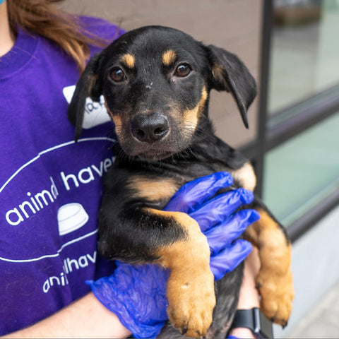 animal haven, dog shelter, dog rehabilitation, adopt dog, adopt cat