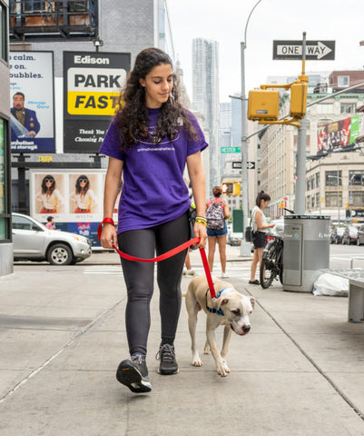 animal haven volunteer