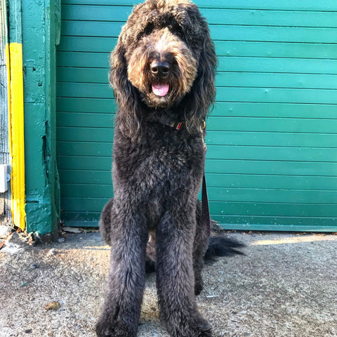 black dog on contrasting background