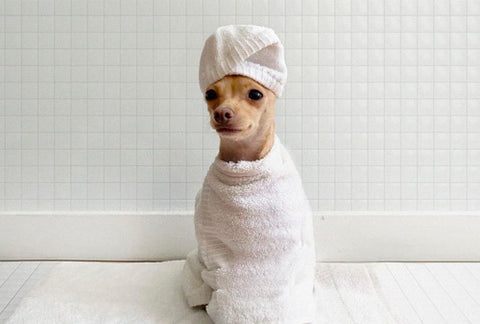 bathing chihuahua, grooming dog, quick dog grooming