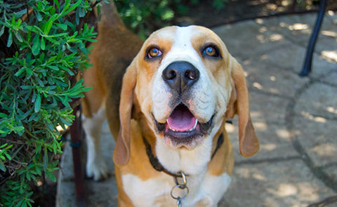 beagle bloodhound mix temperament, beagle temperament, bloodhound temperament