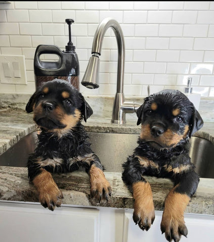 cute pups, best dog shampoo for puppies, how to clean pups, dog shampoo substitutes, what to use when you run off of dog shampoo