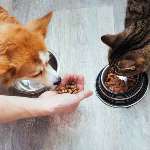 best food for doodle dog puppy