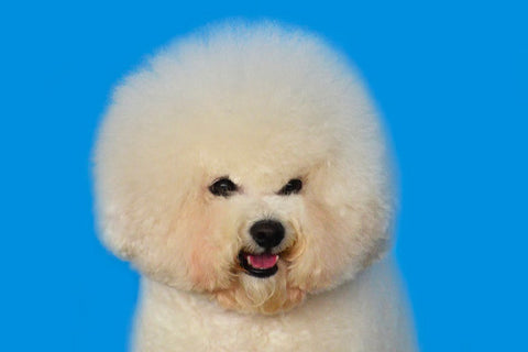 bichon frise breed guide, bichon frise haircuts, best bichon frise haircuts