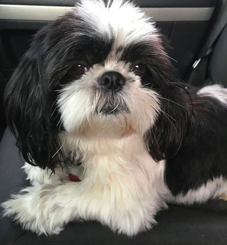 black and white puppy sitting, popular dog names