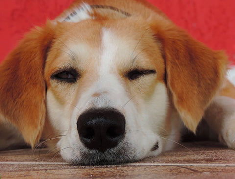 relaxed dog after massage, best dog massage techniques