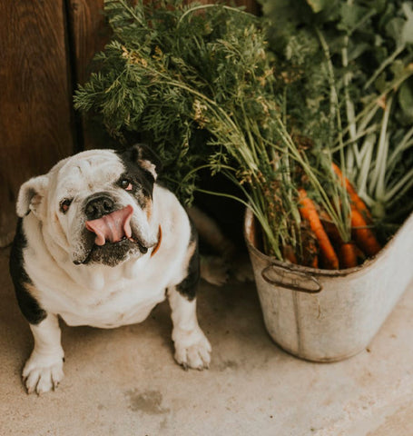 dog and carrots, benefits of carrots for dogs