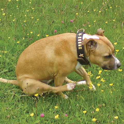 dog scooting, why do dogs scoot, dog butt scootch