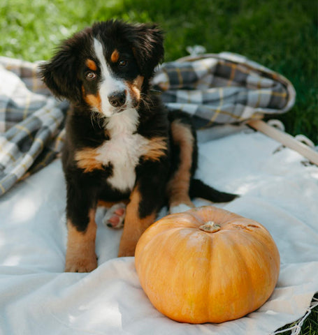 pumpkin superfood for dogs
