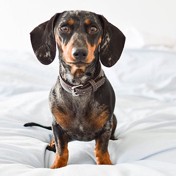 dachshund health issues, dachshund health concerns dachshund back issues, dachshund back problems, dachshund life span