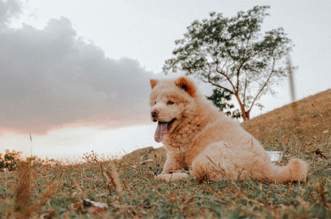 Chow Chow, list of dogs that are hard to train