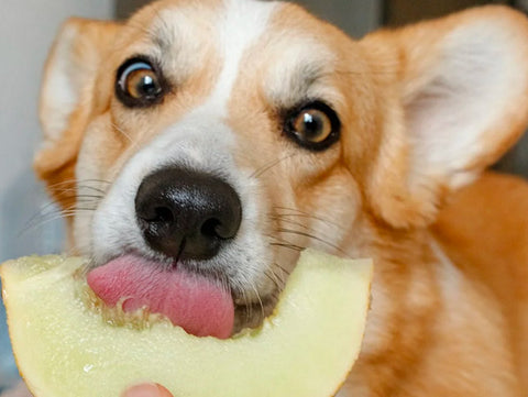 corgi and melon