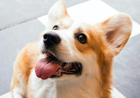 corgi, corgi's nose, why my dog's nose is runny, runny dog's nose