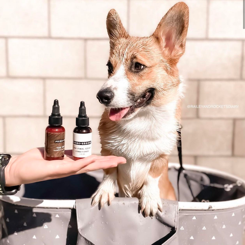 corgi puppy, how to bath puppy, best puppy shampoo, best puppy conditioner, best shampoo for corgi
