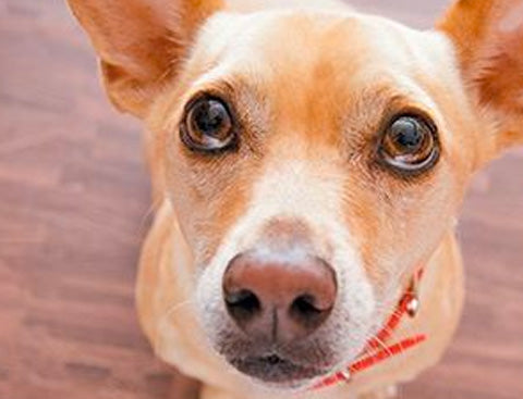 dog crying, sad eyes, cute dog crying