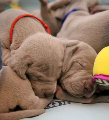 cuddler dog sleeping position