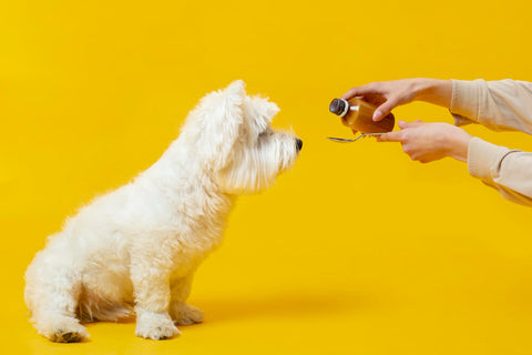 Dog Dementia medication